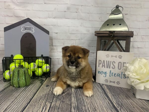 Shiba Inu-DOG-Female-Red / White-3919-Petland Knoxville, Tennessee