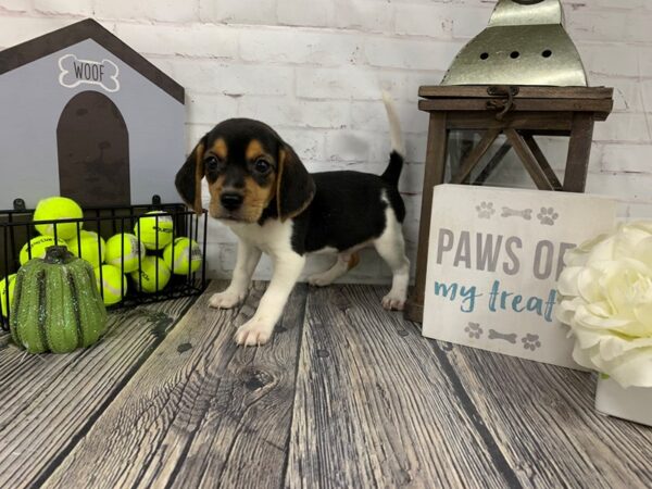 Beagle-DOG-Male--3941-Petland Knoxville, Tennessee