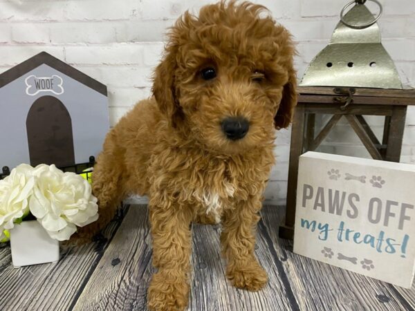 Mini Goldendoodle-DOG-Female-Red-3930-Petland Knoxville, Tennessee