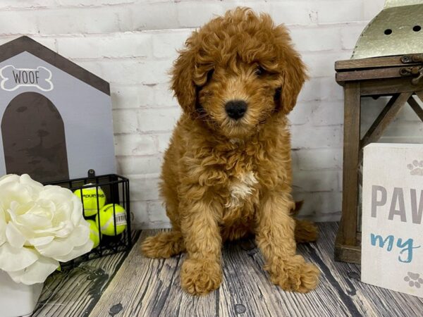 Mini Goldendoodle-DOG-Female-Red-3928-Petland Knoxville, Tennessee