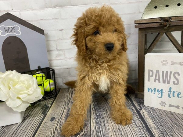 Mini Goldendoodle-DOG-Female-Red-3929-Petland Knoxville, Tennessee