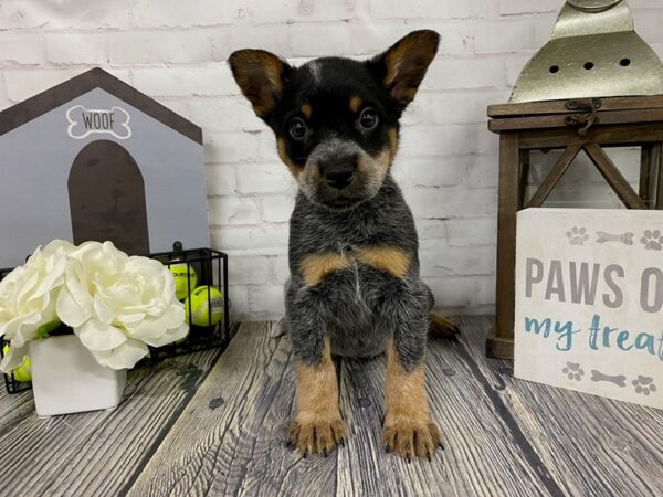 Australian Cattle Dog-DOG-Female-Blue-3916-Petland Knoxville, Tennessee