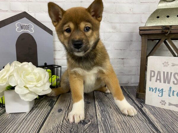 Shiba Inu-DOG-Female-Red Sesame-3915-Petland Knoxville, Tennessee
