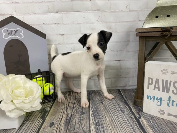 Jack Chi-DOG-Female-Black / White-3924-Petland Knoxville, Tennessee