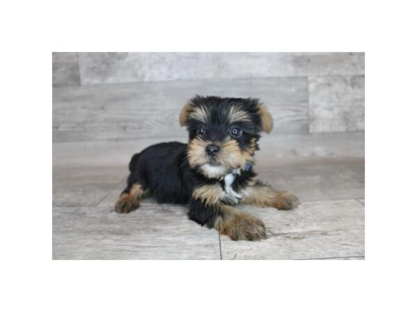 Silky Terrier-DOG-Female-Black / Tan-3951-Petland Knoxville, Tennessee