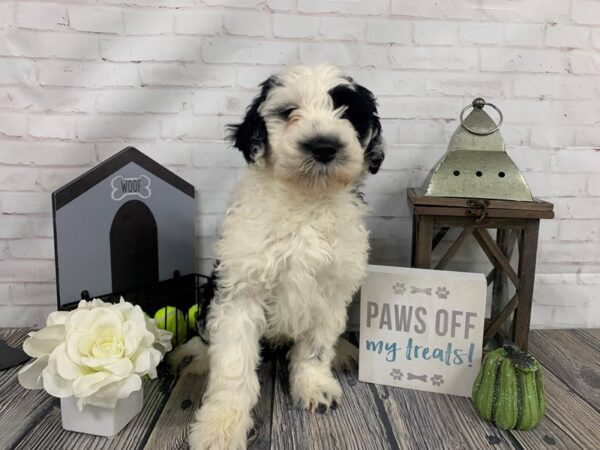 Portuguese Water Dog-DOG-Male-Black / White-3954-Petland Knoxville, Tennessee