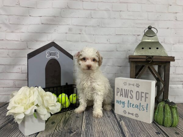 Miniature Poodle-DOG-Male--3943-Petland Knoxville, Tennessee