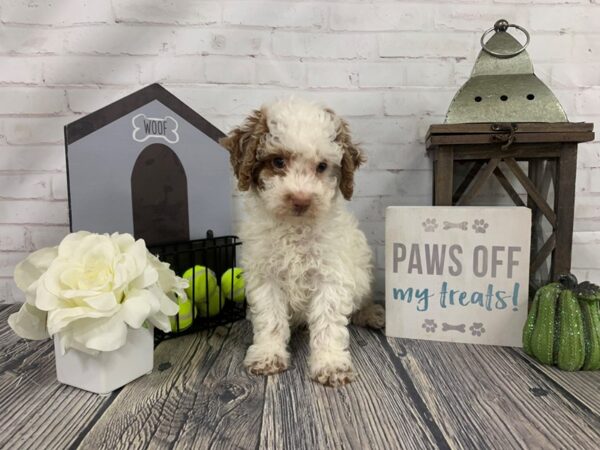 Miniature Poodle-DOG-Male--3944-Petland Knoxville, Tennessee