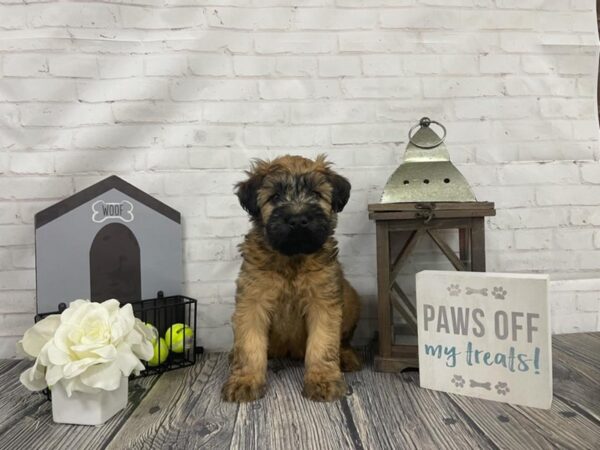 Soft Coated Wheaten Terrier-DOG-Male-Wheaten-3947-Petland Knoxville, Tennessee
