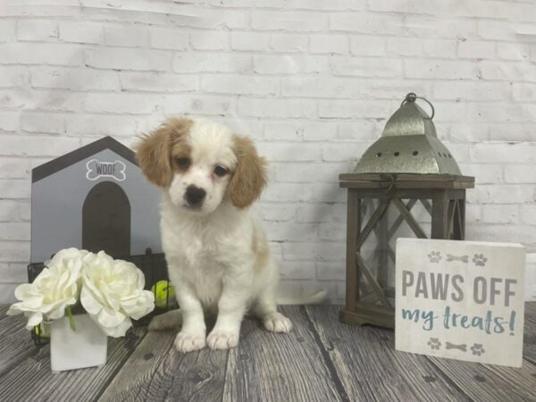 Cavachon-DOG-Male-Apricot-3949-Petland Knoxville, Tennessee