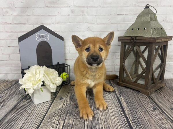 Shiba Inu-DOG-Male-Red-3962-Petland Knoxville, Tennessee