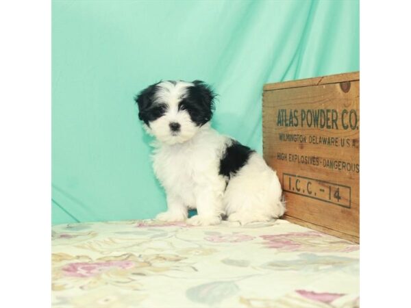 Maltese/Shih Tzu-DOG-Female-White / Black-3973-Petland Knoxville, Tennessee