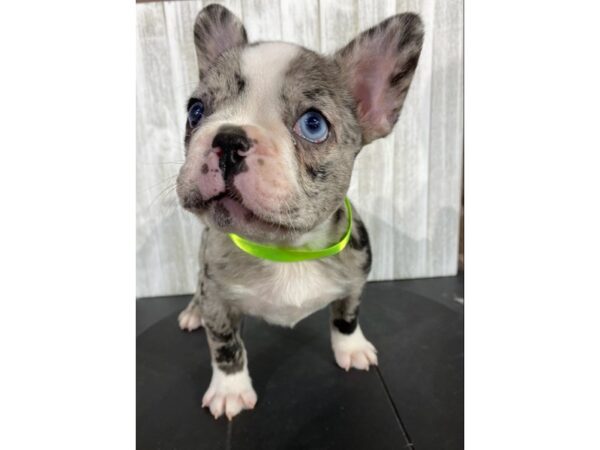Frenchton DOG Male Blue Merle 4000 Petland Knoxville, Tennessee
