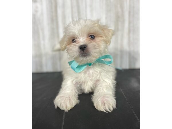 Mal-Shi-DOG-Male-White/ Cream-4009-Petland Knoxville, Tennessee