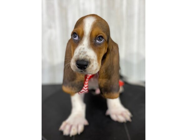 Basset Hound-DOG-Male-Tri-Colored-4005-Petland Knoxville, Tennessee