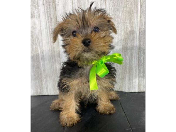 Yorkshire Terrier-DOG-Male-Black / Tan-3993-Petland Knoxville, Tennessee