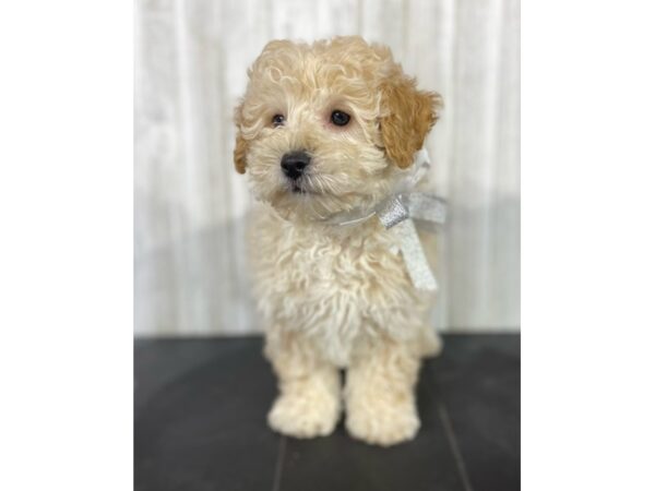 Bichapoo-DOG-Male-Apricot-3995-Petland Knoxville, Tennessee