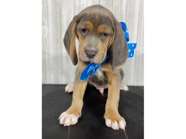 Beagle-DOG-Male-Blue/ White-4006-Petland Knoxville, Tennessee
