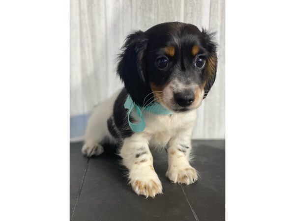 Dachshund DOG Male Tri-Colored 3997 Petland Knoxville, Tennessee