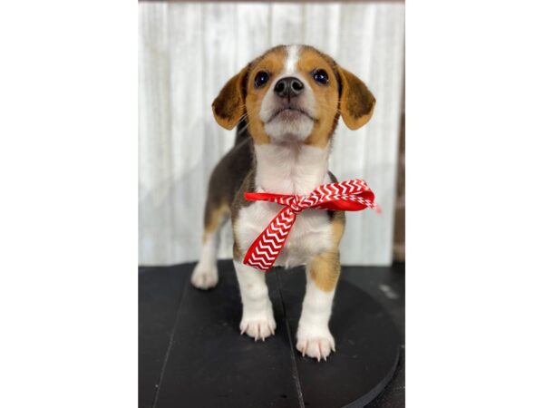 Corgi-Beagle DOG Male Black / Tan 3948 Petland Knoxville, Tennessee