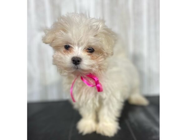 Maltese-DOG-Female-White-3994-Petland Knoxville, Tennessee