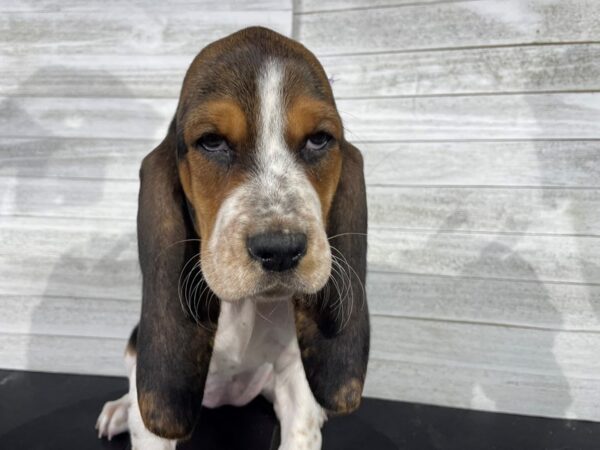 Basset Hound-DOG-Female-Tri-Colored-3988-Petland Knoxville, Tennessee