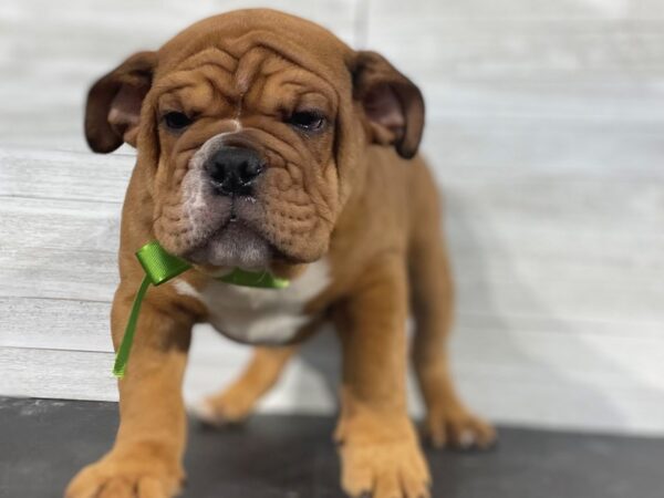 English Bulldog-DOG-Male-fawn/white-4002-Petland Knoxville, Tennessee