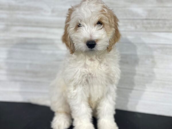 Comfort Goldendoodle DOG Male White / Red 3976 Petland Knoxville, Tennessee