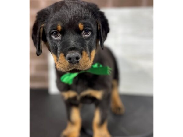Rottweiler-DOG-Male-Black/ Brown-3986-Petland Knoxville, Tennessee