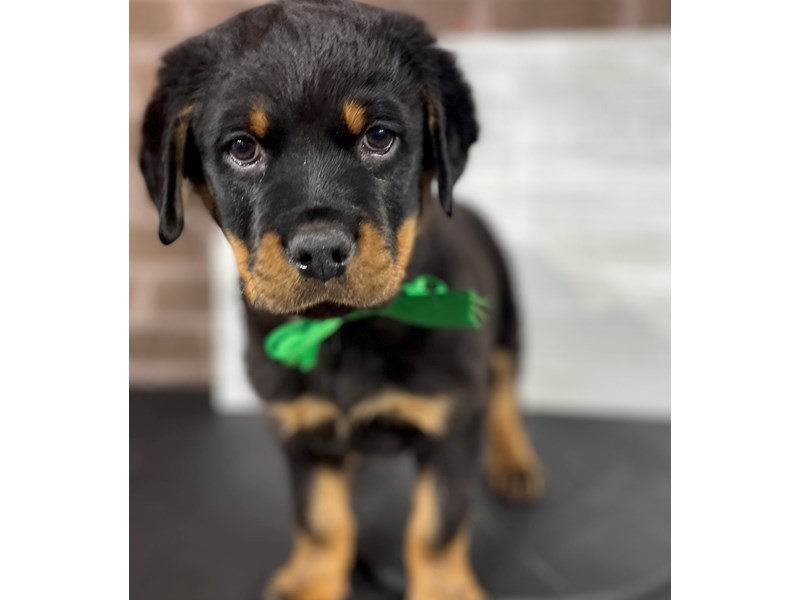 ROTTWEILER B.D SWEAT DOG BLESS YOU ブラックL