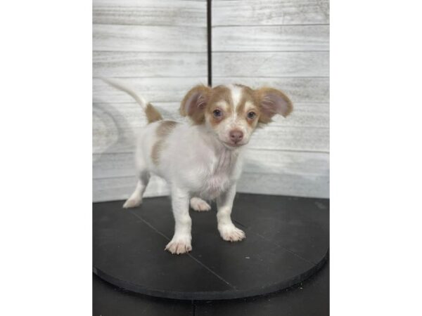 Chihuahua-DOG-Male-Brindle&fawn-3970-Petland Knoxville, Tennessee
