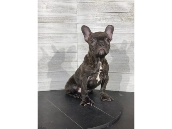 French Bulldog DOG Male Brindle 3969 Petland Knoxville, Tennessee