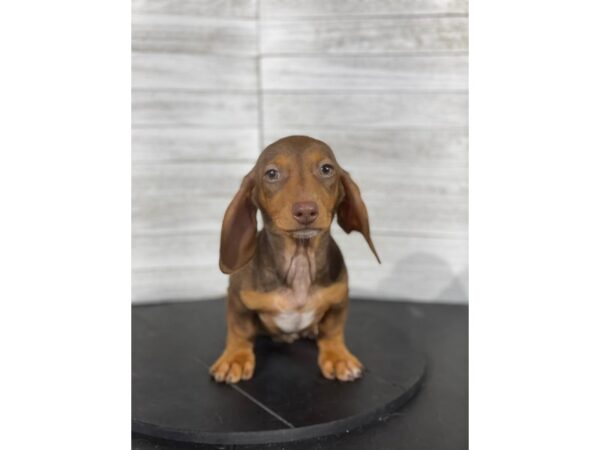 Dachshund DOG Male Chocolate / Tan 3989 Petland Knoxville, Tennessee