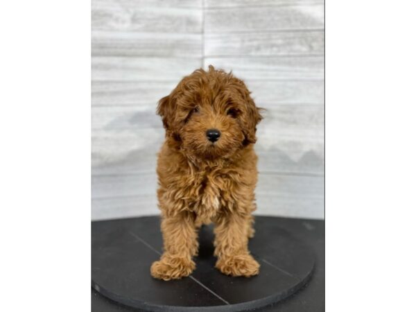 Mini Goldendoodle DOG Male Red 3968 Petland Knoxville, Tennessee