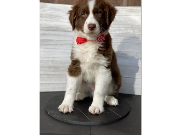 Australian Shepherd-DOG-Male-Red/White-3971-Petland Knoxville, Tennessee