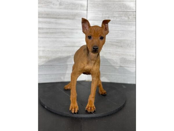 Miniature Pinscher DOG Male Red 3967 Petland Knoxville, Tennessee