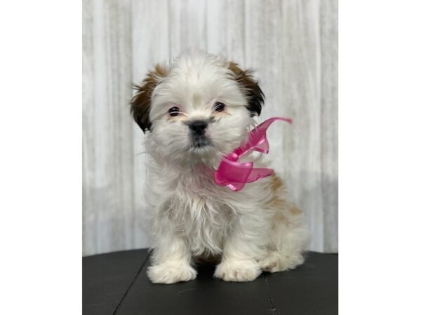 Shih Tzu-DOG-Female-White / Gold-3992-Petland Knoxville, Tennessee