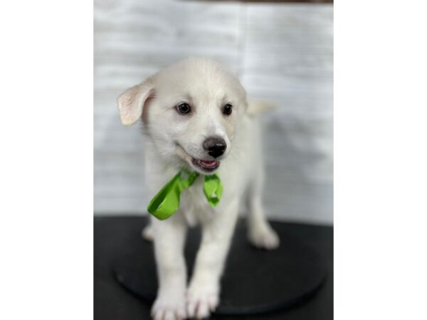 Pomsky-DOG-Male-White-3966-Petland Knoxville, Tennessee