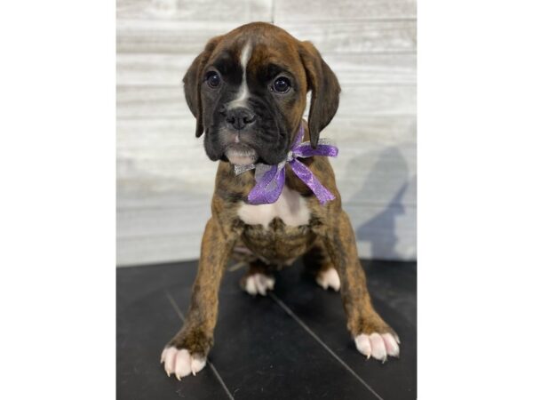 Boxer-DOG-Female-Brindle / White-4021-Petland Knoxville, Tennessee