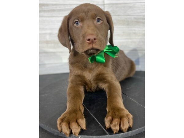 Labrador Retriever-DOG-Male-Chocolate-4016-Petland Knoxville, Tennessee