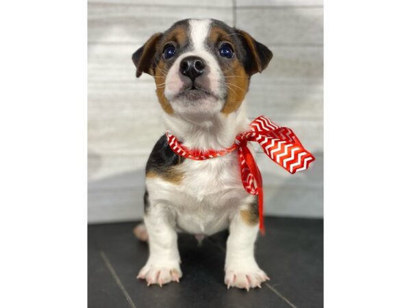 Jack Russell DOG Male Black/White 4025 Petland Knoxville, Tennessee