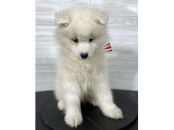 Samoyed-DOG-Male-White-4004-Petland Knoxville, Tennessee