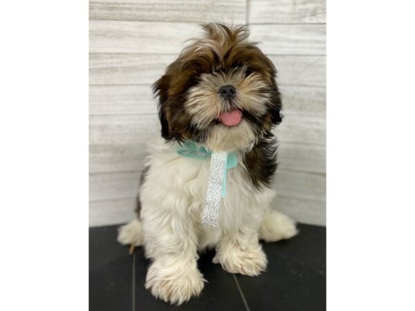 Shih Tzu-DOG-Male-Red Sable-3978-Petland Knoxville, Tennessee