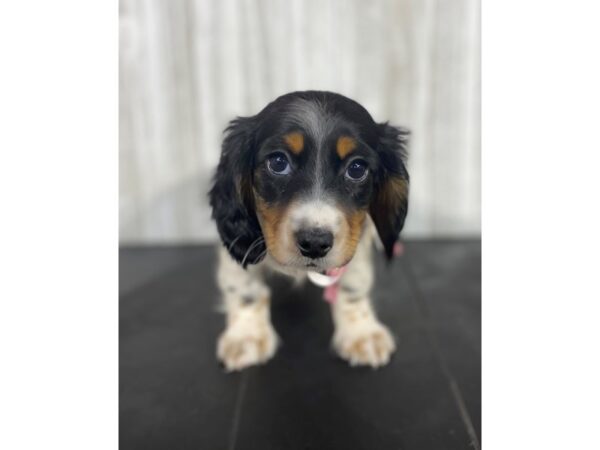 Dachshund DOG Female Tri-Colored 3996 Petland Knoxville, Tennessee