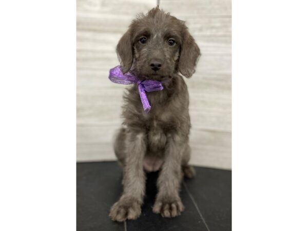 Mini Labradoodle-DOG-Female-silver-4026-Petland Knoxville, Tennessee