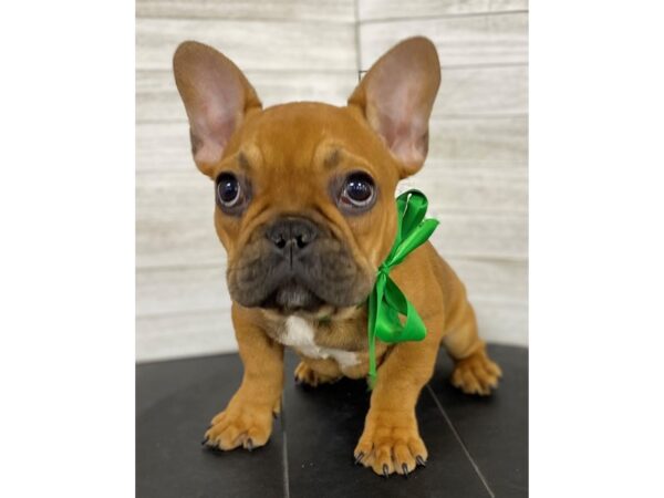 French Bulldog-DOG-Male-Fawn-4001-Petland Knoxville, Tennessee