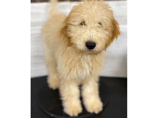 Miniature Goldendoodle DOG Male Red 3892 Petland Knoxville, Tennessee