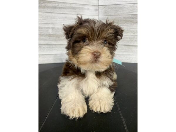 Havanese-DOG-Male-Chocolate White Tan-4043-Petland Knoxville, Tennessee
