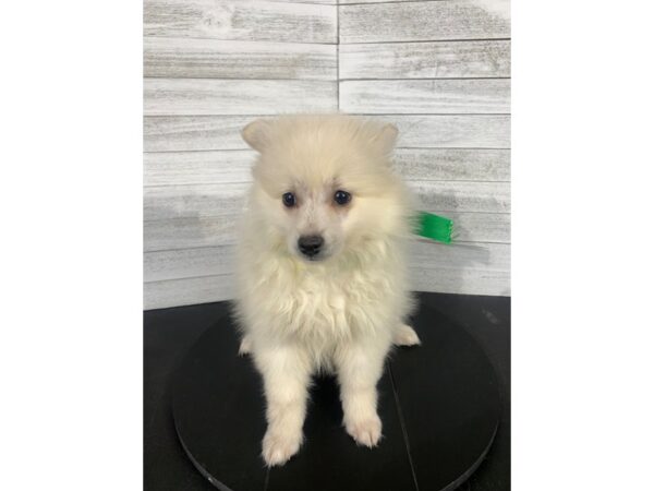 Pomimo-DOG-Male-White-4046-Petland Knoxville, Tennessee
