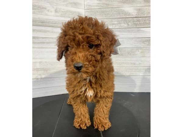 Miniature Poodle-DOG-Female-Red/White-4048-Petland Knoxville, Tennessee